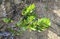 Elaeodendron xylocarpum