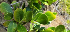 Elaeodendron xylocarpum