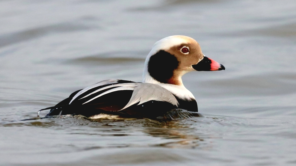 Long-Tailed Duck