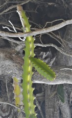 Selenicereus triangularis