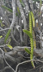 Selenicereus triangularis