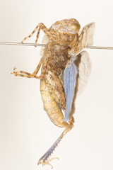 Trimerotropis cyaneipennis
