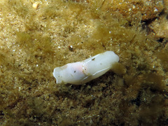 Melanochlamys miqueli