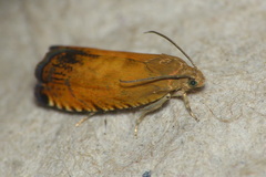 Pammene aurita