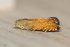 Pammene aurita