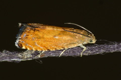 Pammene aurita