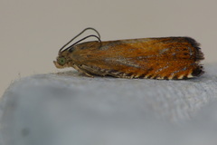 Pammene aurita