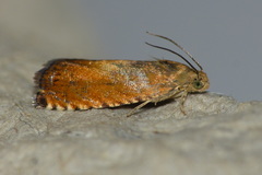 Pammene aurita
