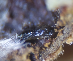 Aprostocetus eriophyes