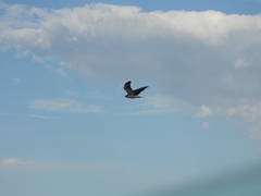 Geranoaetus melanoleucus