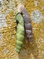Nenia tridens