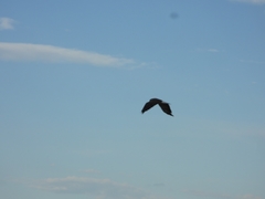 Geranoaetus melanoleucus