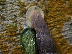Nenia tridens