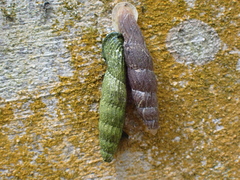 Nenia tridens