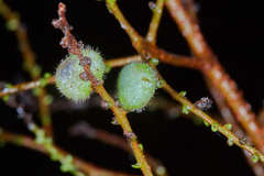 Rhus terebinthifolia