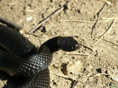 Vipera nikolskii