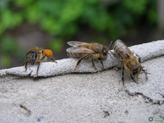 Apis mellifera