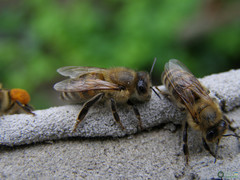 Apis mellifera