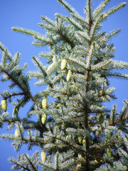 Picea pungens
