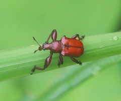 Humerilabus