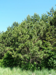 Pinus