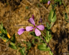 Moricandia arvensis