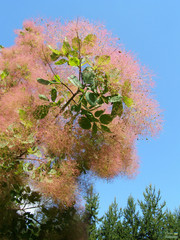 Cotinus coggygria