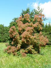 Cotinus coggygria