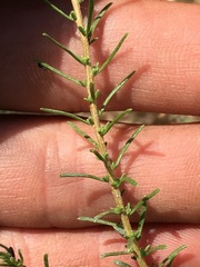 Ericameria cooperi cooperi