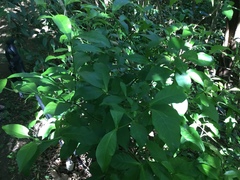 Psychotria subsessilis