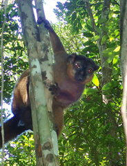 Eulemur collaris