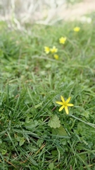 Gagea commutata