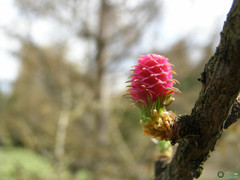 Larix decidua