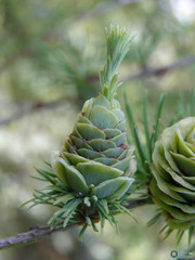 Larix