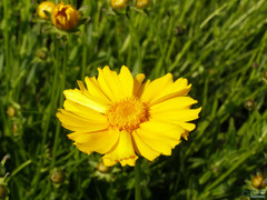 Asteraceae