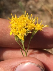 Ericameria cooperi cooperi