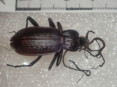 Carabus planatus