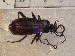 Carabus planatus