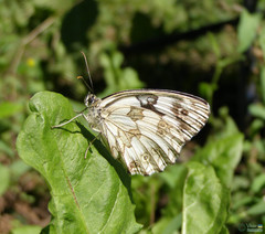 Papilionoidea