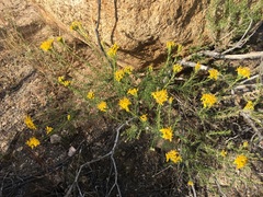 Ericameria cooperi cooperi