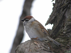 Passer montanus