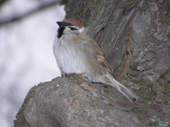 Passer montanus
