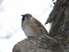 Passer montanus