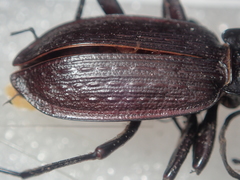Carabus planatus