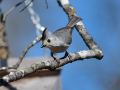 Baeolophus bicolor × atricristatus