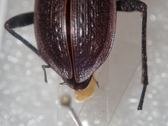 Carabus planatus