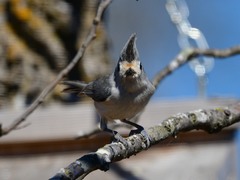 Baeolophus bicolor × atricristatus