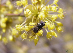 Diptera