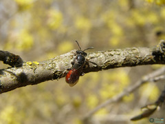Sphecodes