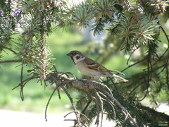 Passer montanus